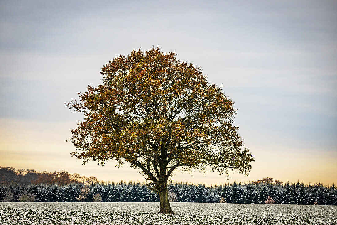 Eiche im Herbstlaub vor winterlich verschneiten Tannen, Siggen, Ostholstein, Schleswig-Holstein, Deutschland
