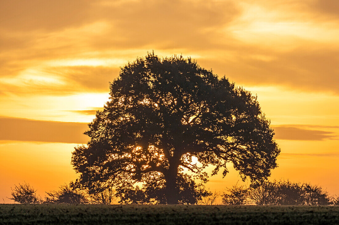 Solitary tree at sunrise in Ostholstein, Siggen, Suessau, Ostseespitze, Schleswig-Holstein