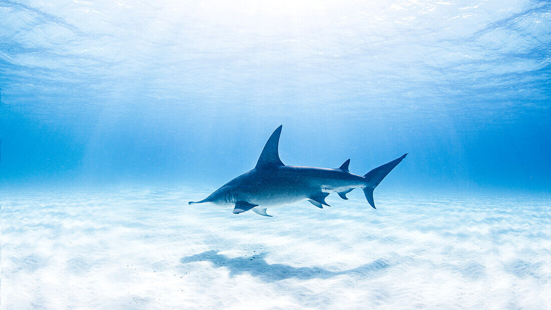 Bahamas, Shark swimming in sea