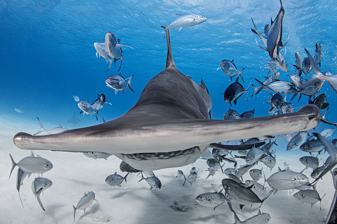 Bahamas, Hammerhead shark and school of fish swimming in sea