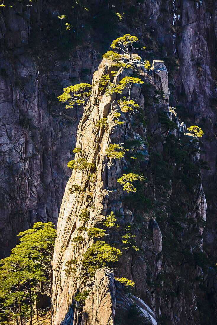 Die steilen, zerklüfteten Granitgipfel des Huangshan-Gebirges, des Gelben Gebirges.