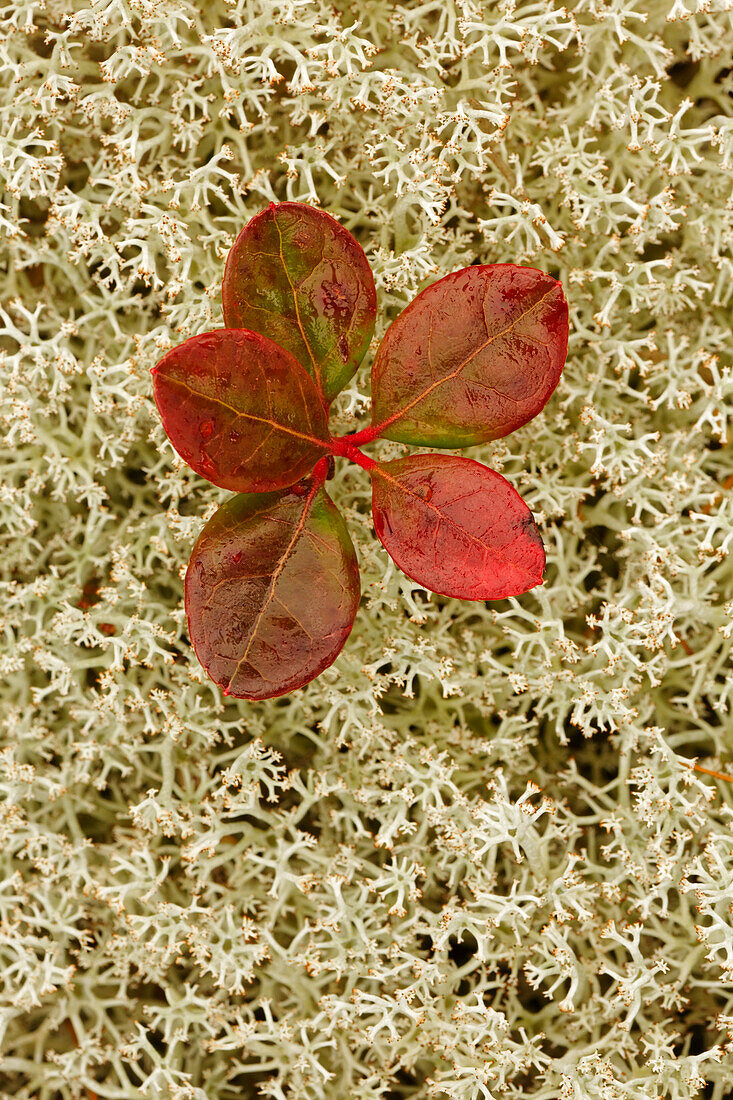 Blueberry foliage among Reindeer Moss, Cladonia rangiferina, Pictured Rocks National Lakeshore, Upper Peninsula of Michigan.