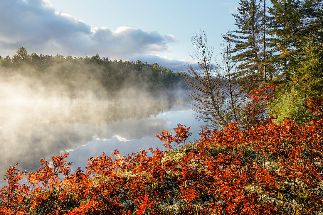 Farne am Ufer des Tahquamenon River bei Sonnenaufgang, in der Nähe von Paradise, Michigan, obere Halbinsel.