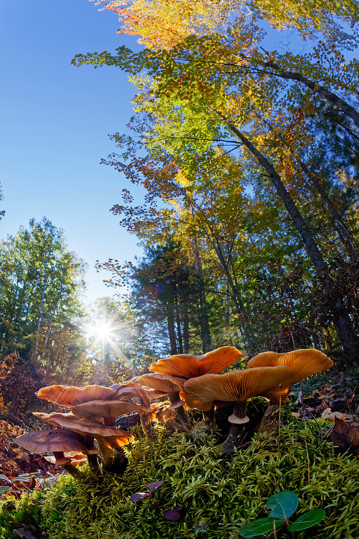 Low wide angle view of mushrooms on forest floor, Upper Peninsula, Hiawatha National Forest, Michigan.