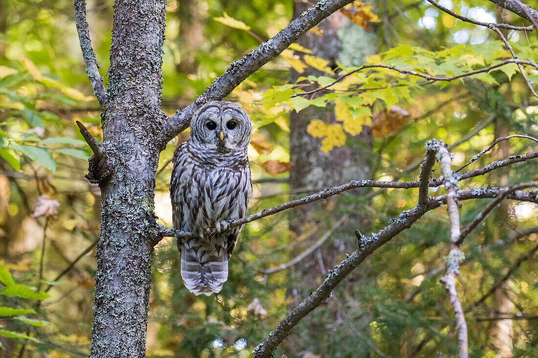 Streifenkauz (Strix Varia) im Herbst, Alger County, Michigan