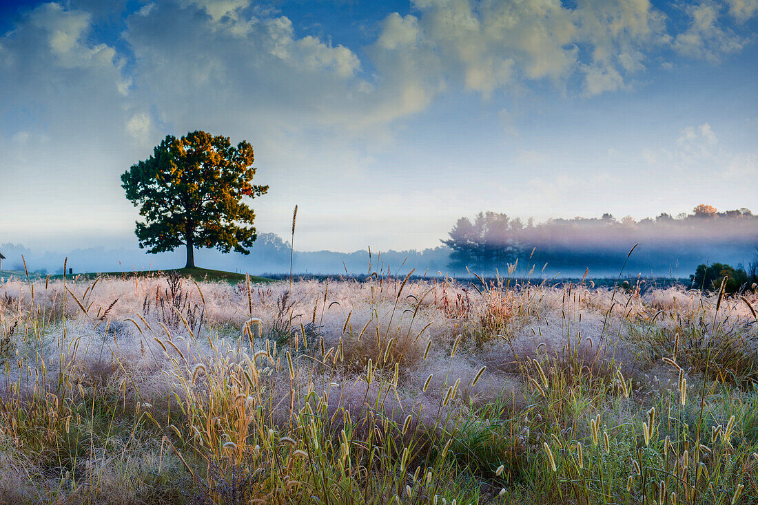 Solo-Baum im Feld am frühen Morgen in Michigan