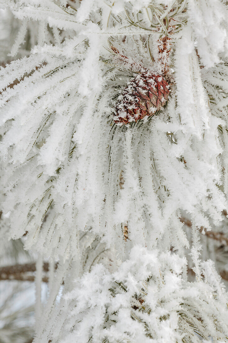 Kiefernzweig mit schweren Frostkristallen, Kalispell, Montana
