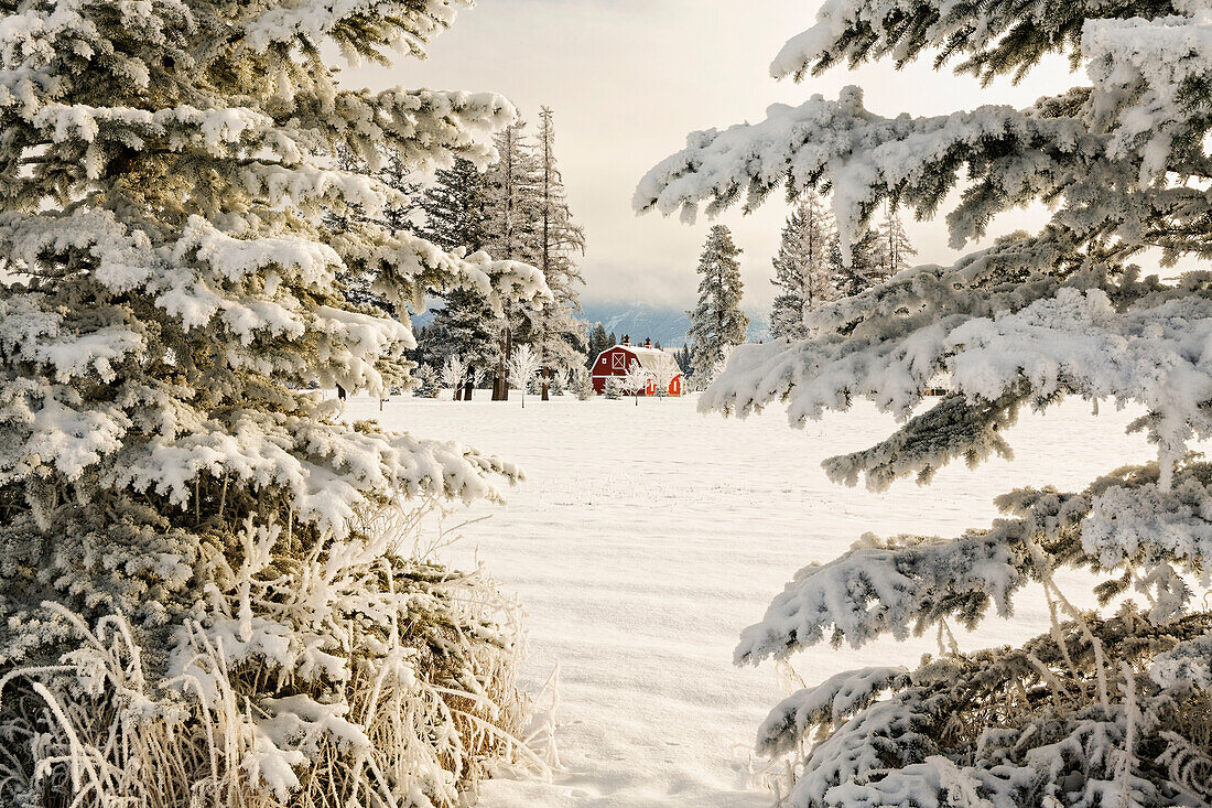 Klassische rote Scheune und Schneeszene, Kalispell, Montana