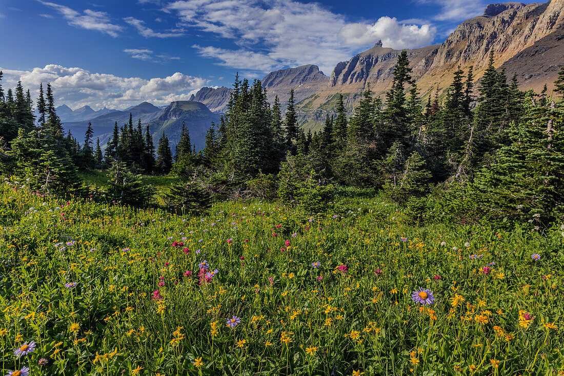 Alpine Wildblumen mit Gartenmauer am Logan Pass im Glacier National Park, Montana, USA