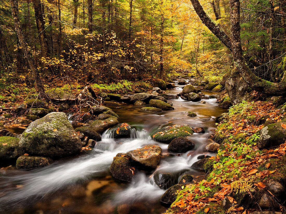 USA, New Hampshire, White Mountains, Herbstfarben auf Jefferson Brook