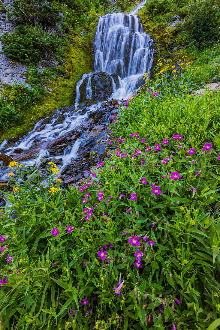 Wildflowers along Vidae Falls in Crater Lake National Park, Oregon, USA ()