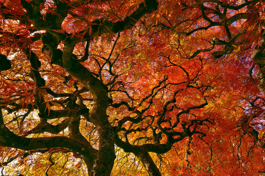USA, Oregon, Portland. Laceleaf japanischer Ahornbaum.