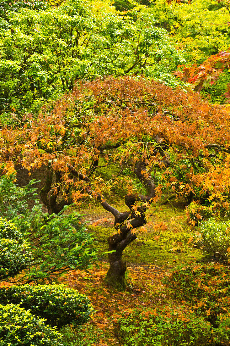 Japanischer Ahorn im Herbst, Portland Japanese Garden, Portland, Usa