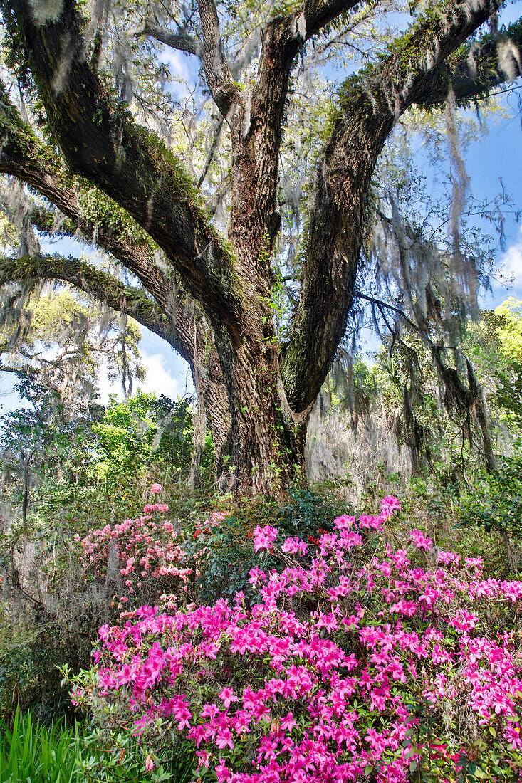 USA, North Carolina. Magnolienplantage, bemooster Baumstamm mit Azaleen