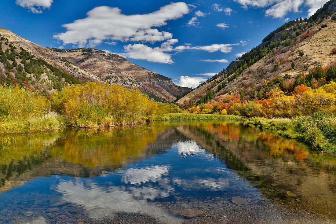 Pappeln, Ahorn und Eichen in Herbstfarben entlang des Logan River, Utah, in den Wasatch Mountains