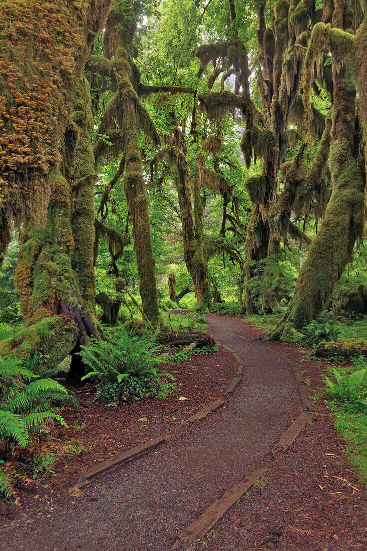 Fußweg durch den Wald, drapiert mit Club Moss, Hoh Rainforest, Olympic National Park, Washington State