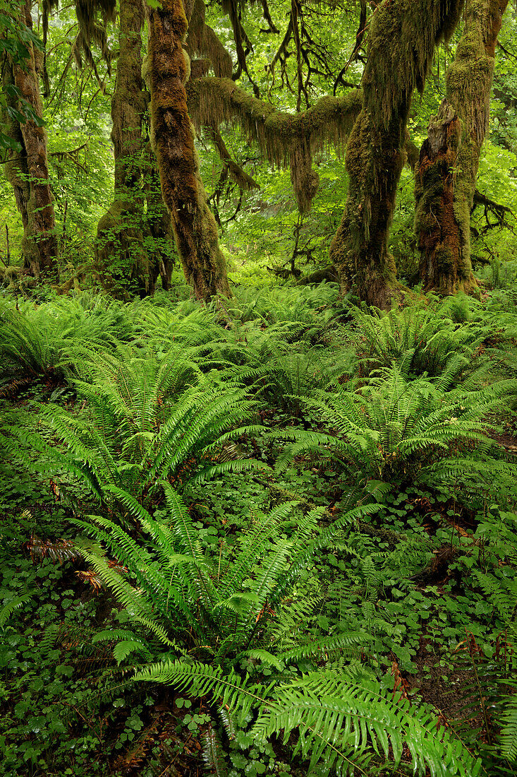 Big Leaf Maple Tree drapiert mit Club Moss, Hoh Rainforest, Olympic National Park, Washington State