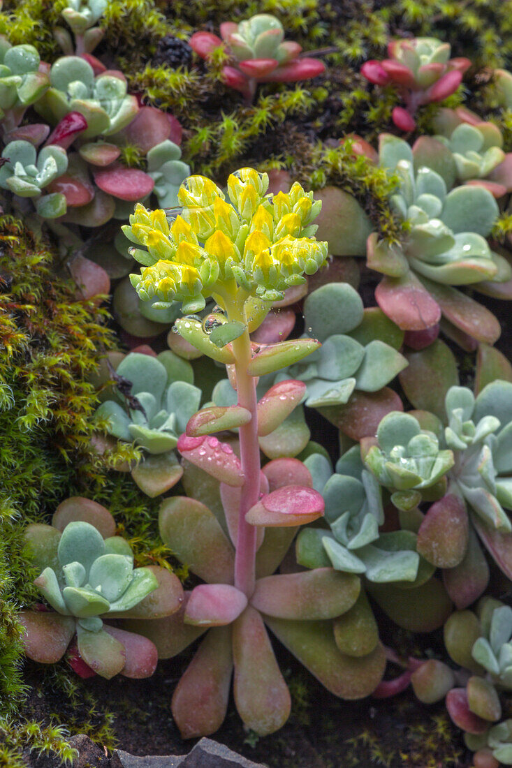 Broadleaf stonecrop, Olympic National Park, Washington State