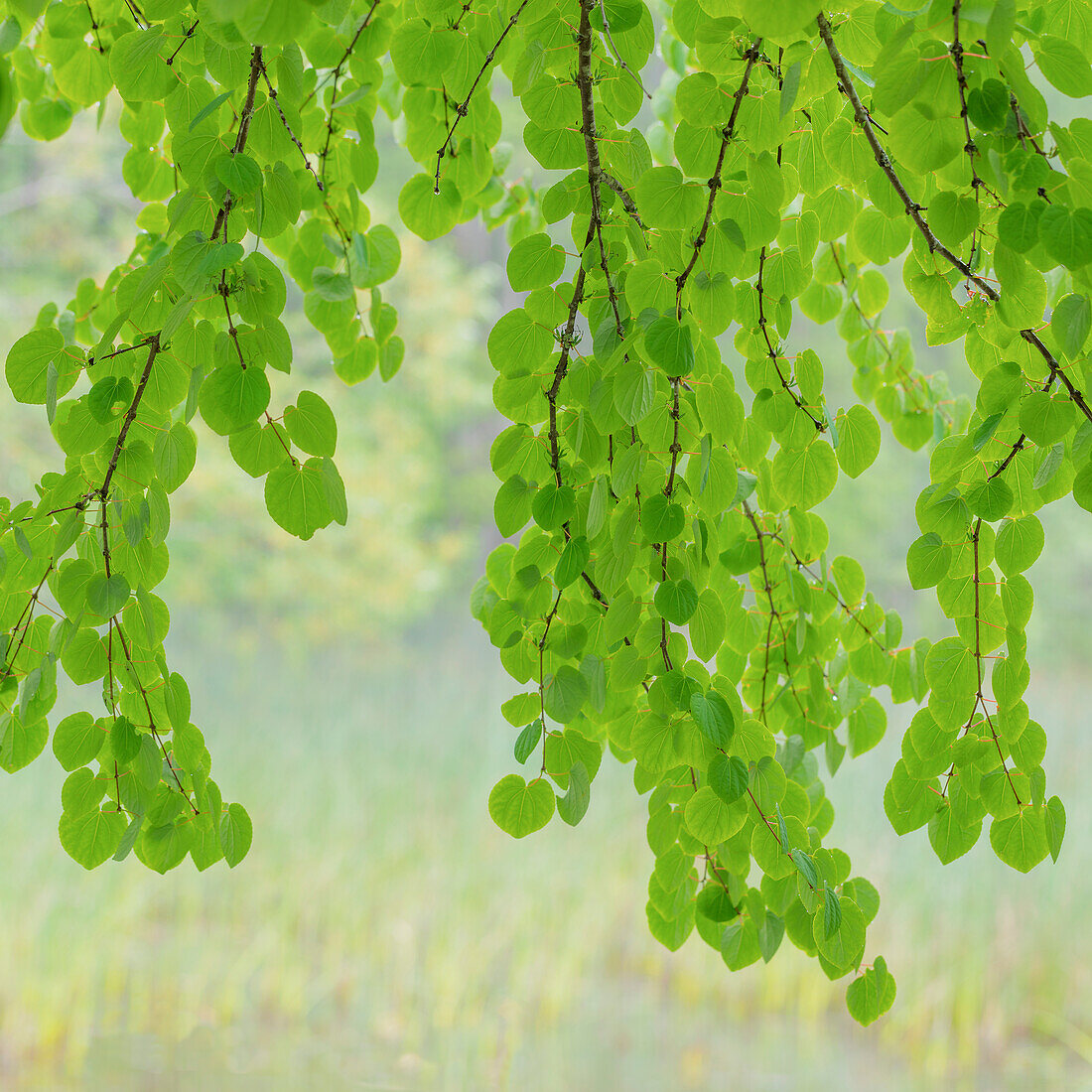 USA, Staat Washington, Seabeck. Katsura-Äste im Frühling