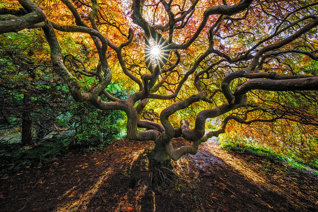 USA, Staat Washington, Seattle. Japanischer Ahorn im Kubota Gardens Park