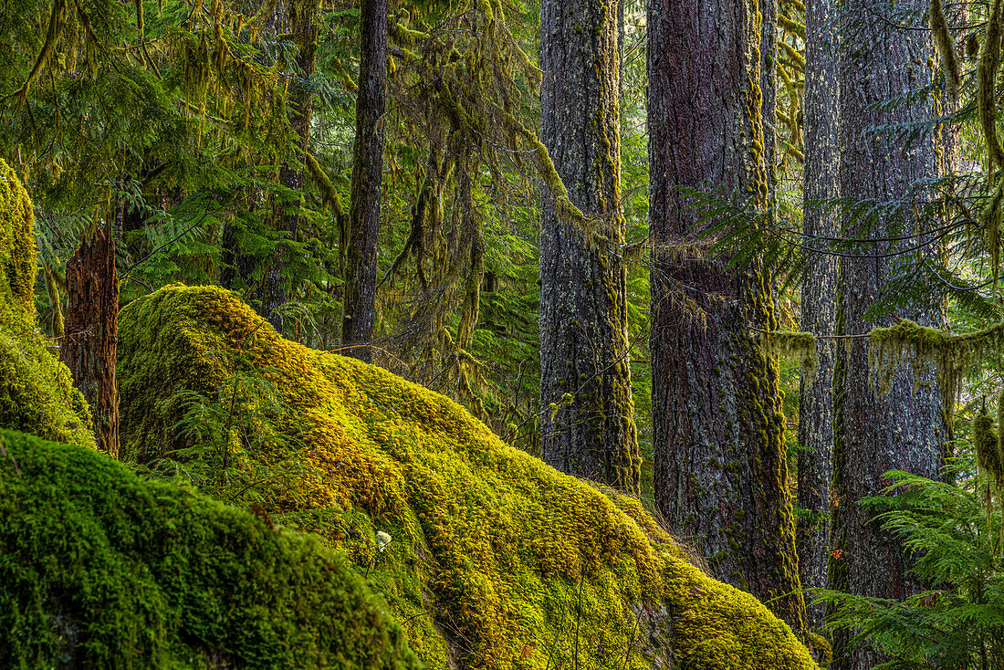 USA, Staat Washington, Olympic-Nationalpark. Moos auf Felsen und Bäumen.