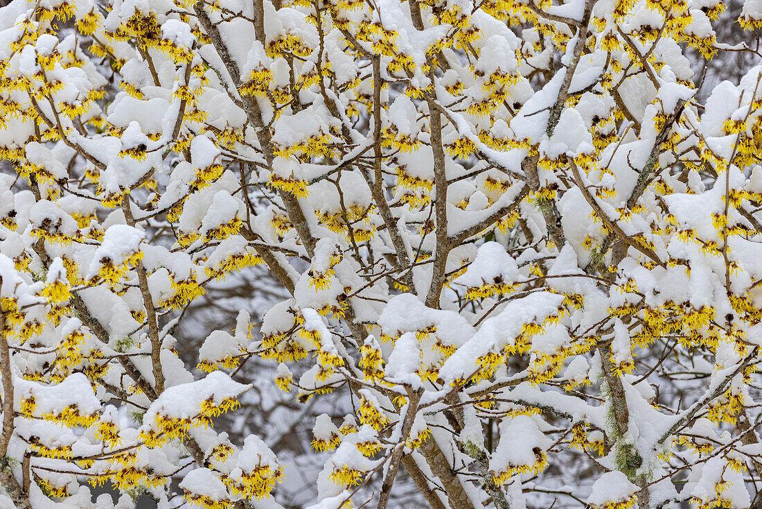 USA, Washington State, Seabeck. Snow on witch hazel tree.