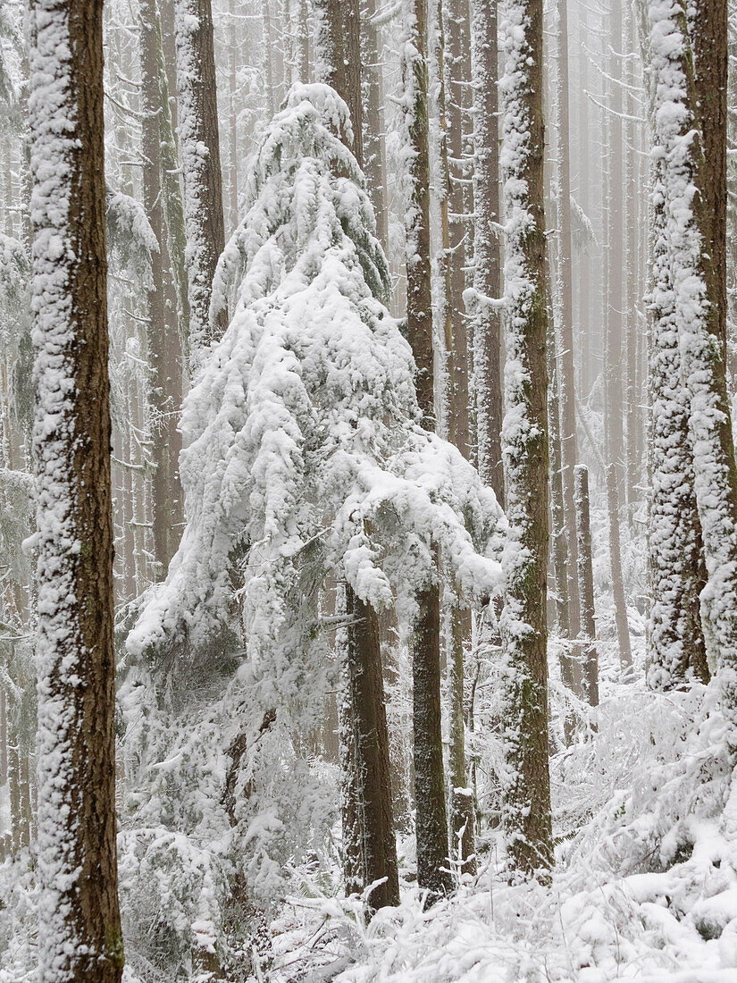 USA, Staat Washington. Tiger Mountain, schneebedeckte Bäume