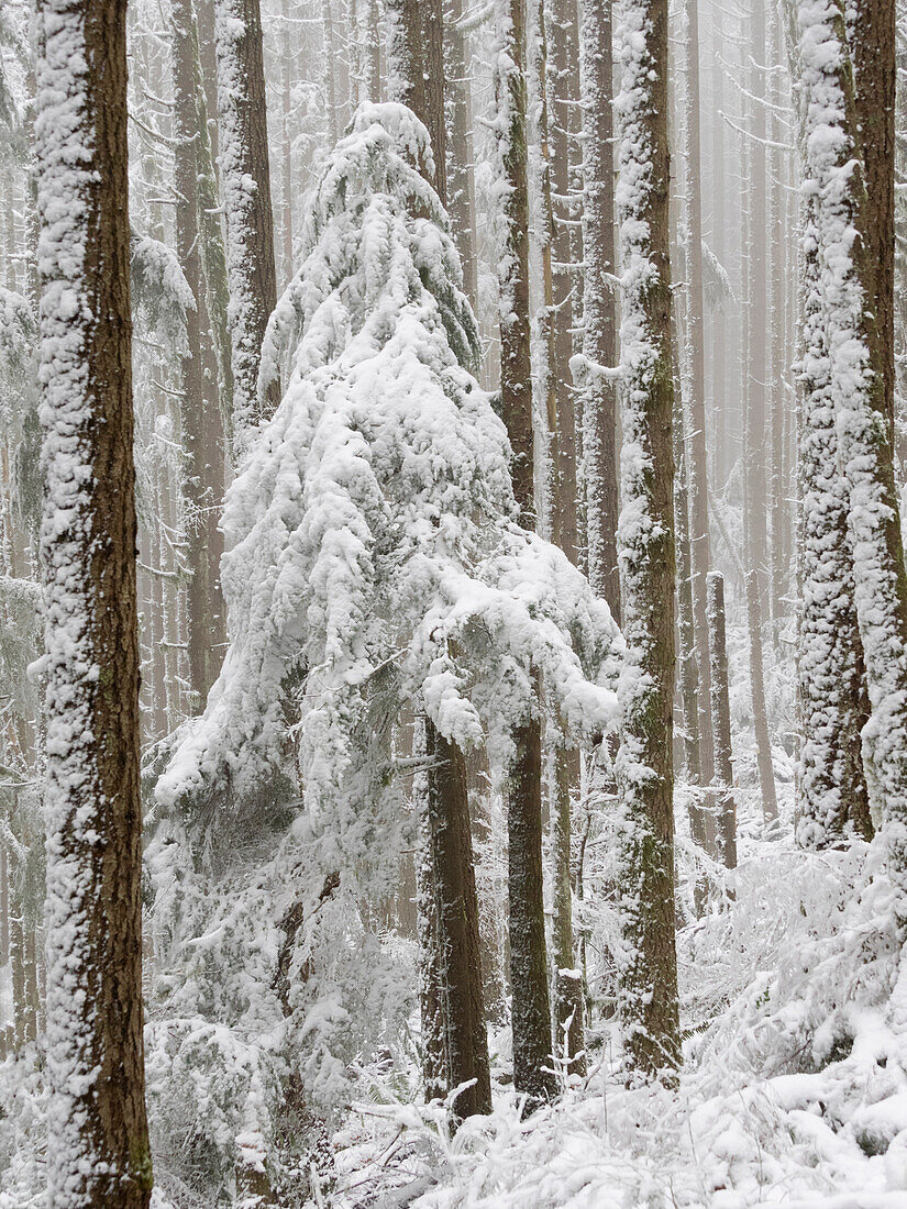 USA, Washington State. Tiger Mountain, snow covered trees