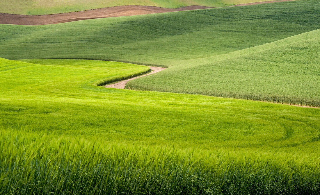 Rural dirt road winding through wheatfields.