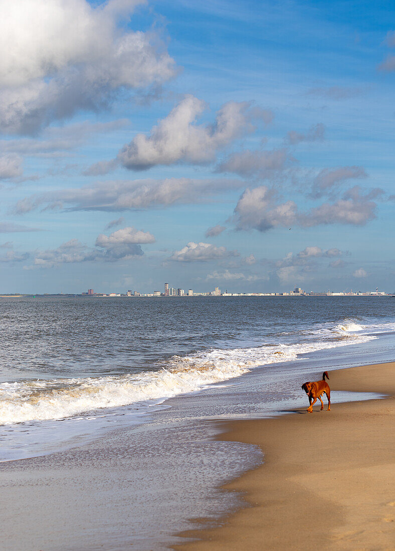 A dog on the beach of Groede in the Zeeland province of the Netherlands.