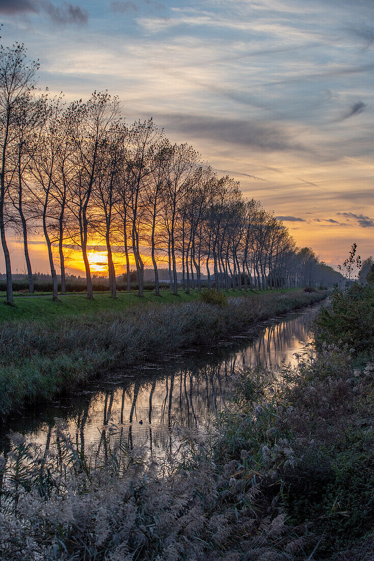 Pappeln säumen einen Kanal im ländlichen Flandern, Belgien.