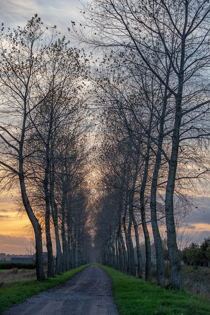 Poplar trees lining a canal in rural Flanders, Belgium.