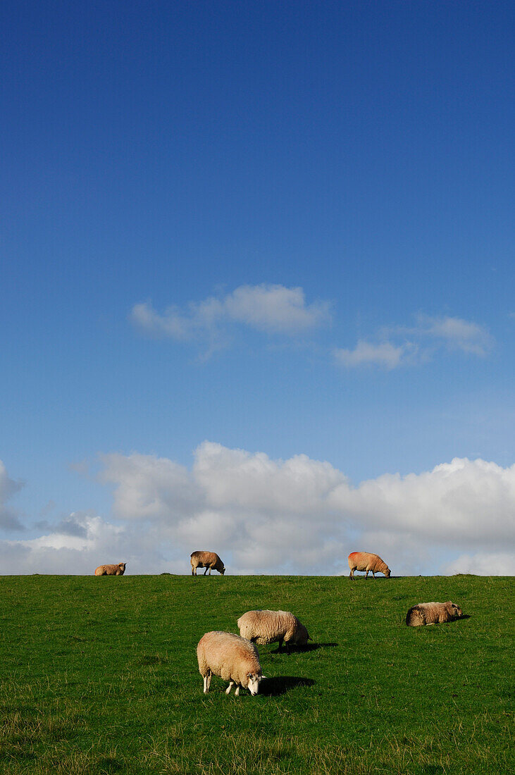 Schafe auf dem Deich, Insel Pellworm, Nordfriesland, Nordsee, Schleswig-Holstein, Deutschland