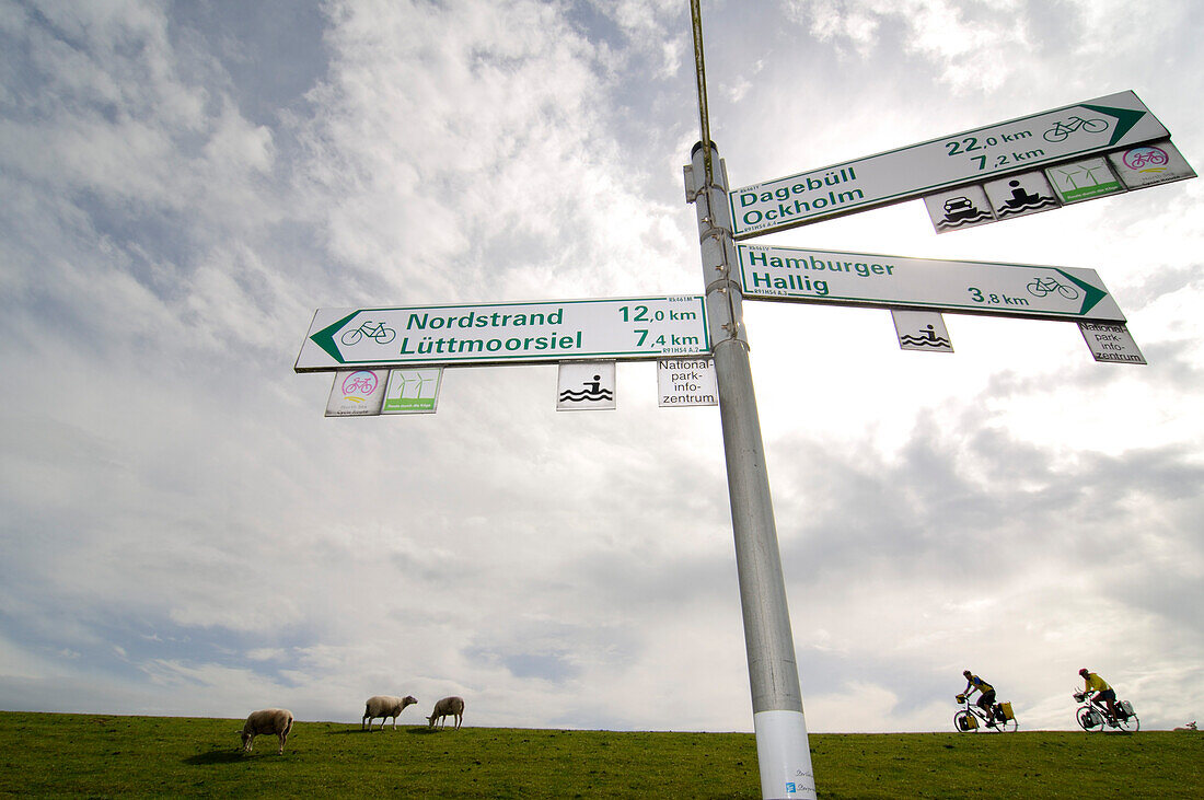 Radfahrer und Schafe auf Deich bei der Hamburger Hallig, Nordfriesland, Nordsee, Schleswig-Holstein, Deutschland