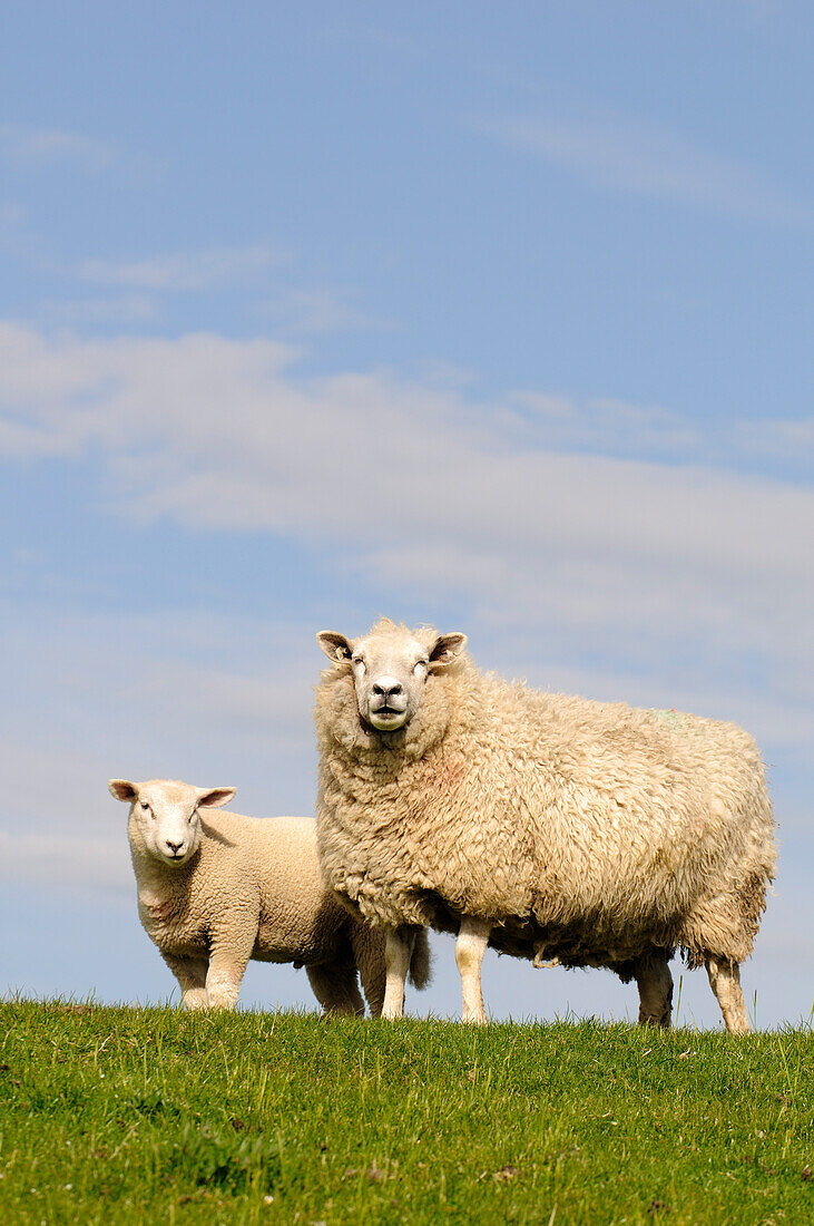 Sheep near Dagebüll, North Friesland, North Sea, Schleswig-Holstein, Germany