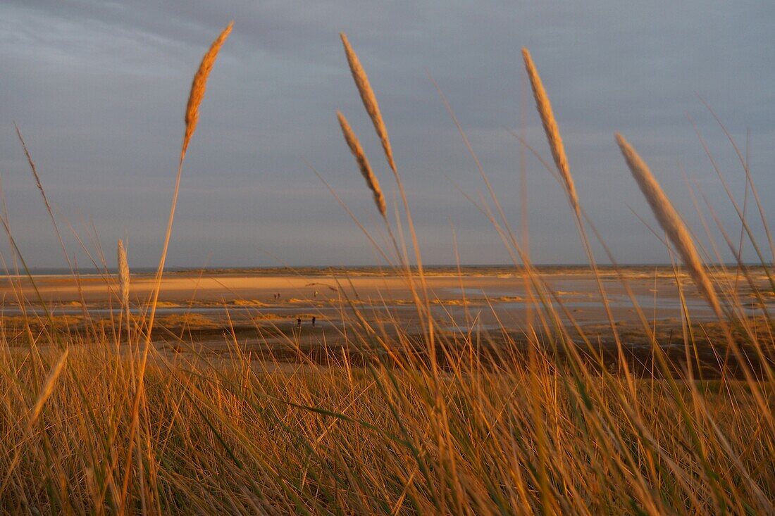 Seagrass near Wittdün on the island of Amrum, Wadden Sea National Park, North Friesland, North Sea coast, Schleswig-Holstein