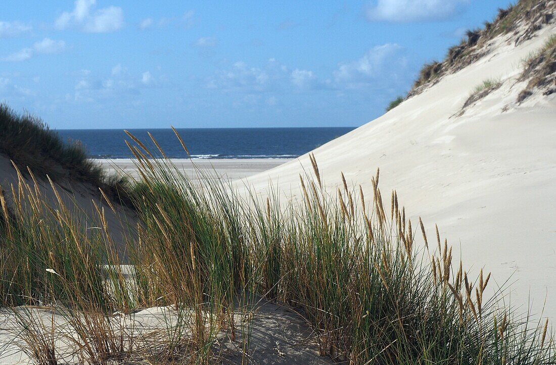 Dünenküste bei Wittdün auf der Insel Amrum, Nationalpark Wattenmeer, Nordfriesland, Nordseeküste, Schleswig-Holstein