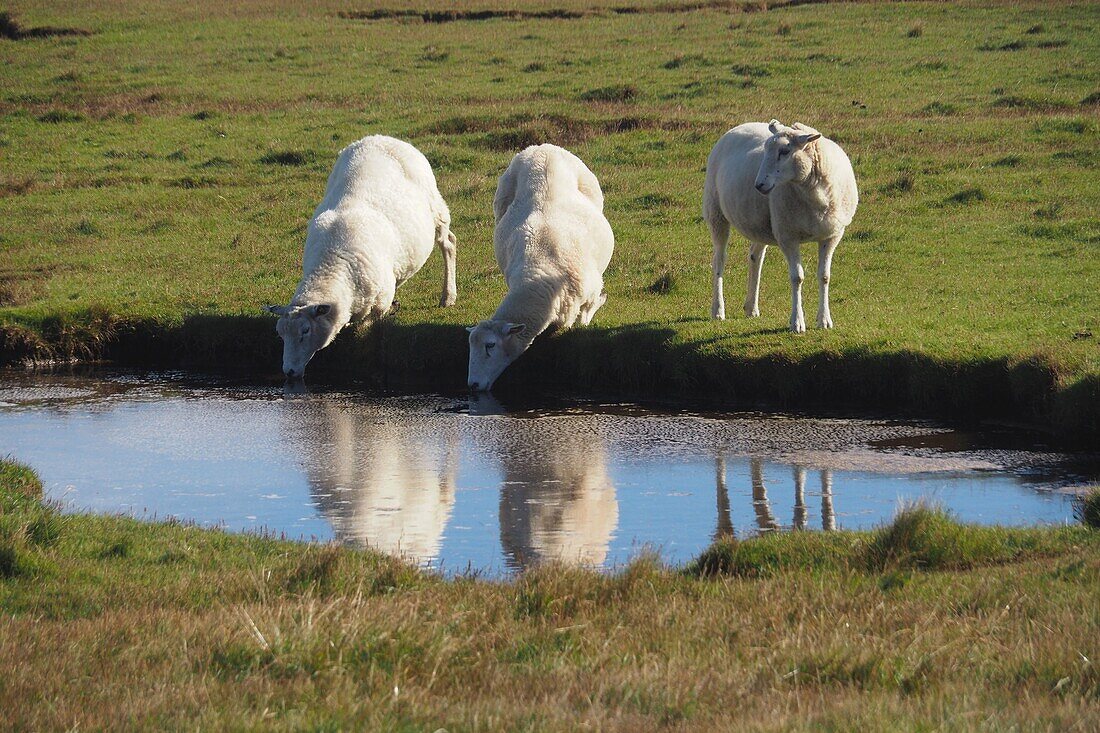 auf dem Ellenbogen bei List, Sylt, Nordseeküste Schleswig-Holstein, Deutschland