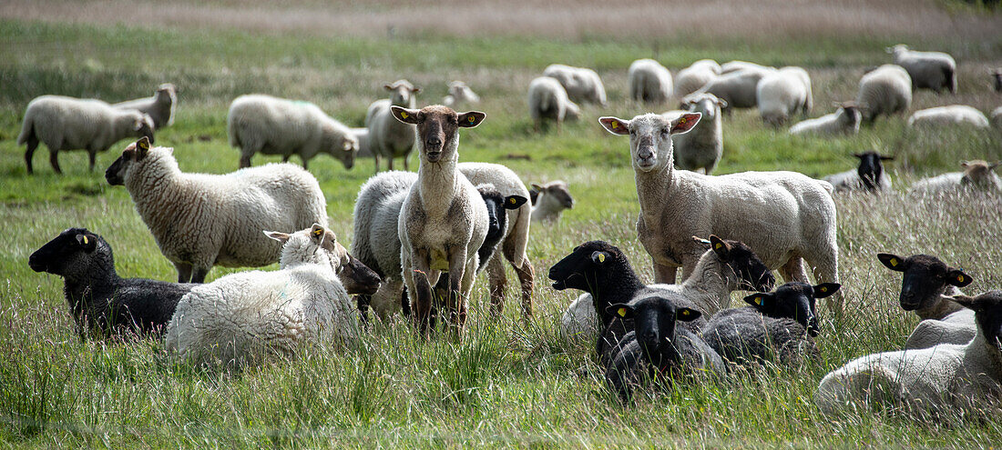 Sheep, flock of sheep, Hiddensee Island, Mecklenburg-West Pomerania, Germany