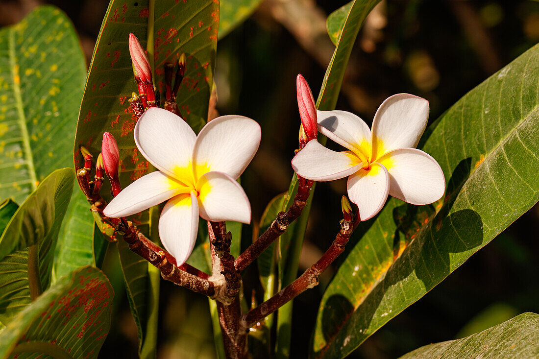 Blüten einer Frangipani-Pflanze auf der tropischen Insel Mauritius im Indischen Ozean
