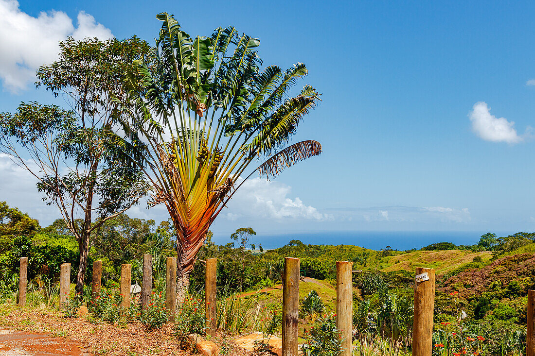 A distinctive fan palm in Vallée Des Couleurs Nature Park on Maritius, Indian Ocean