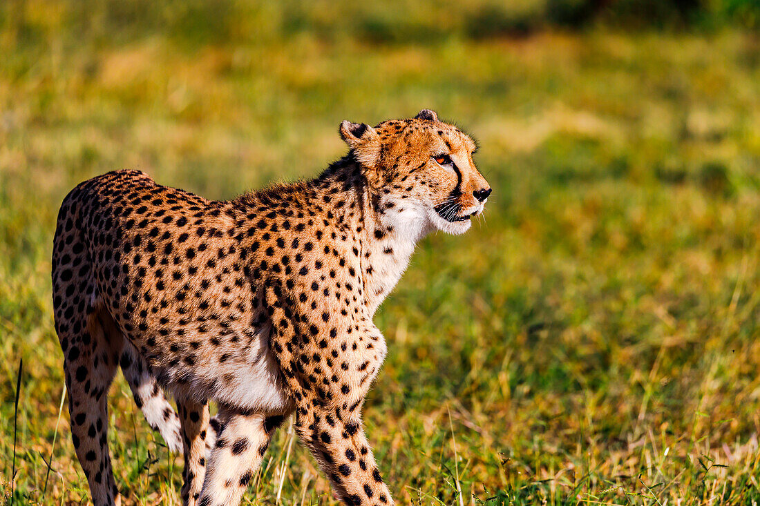 Nahaufnahme eines Geparden der aufmerksam im Grasland steht, Namibia, Afrika