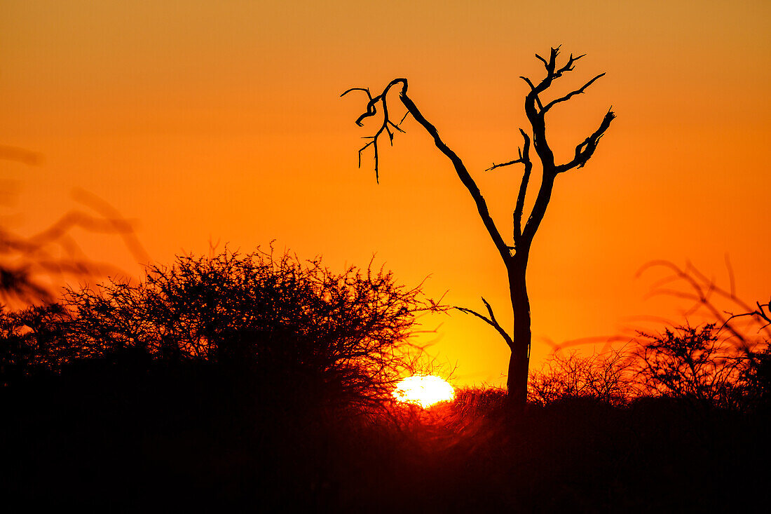Ein abgestorbener Baum im afrikanischen Busch als Silhouette vor großer Sonne beim Sonnenuntergang, Namibia, Afrika