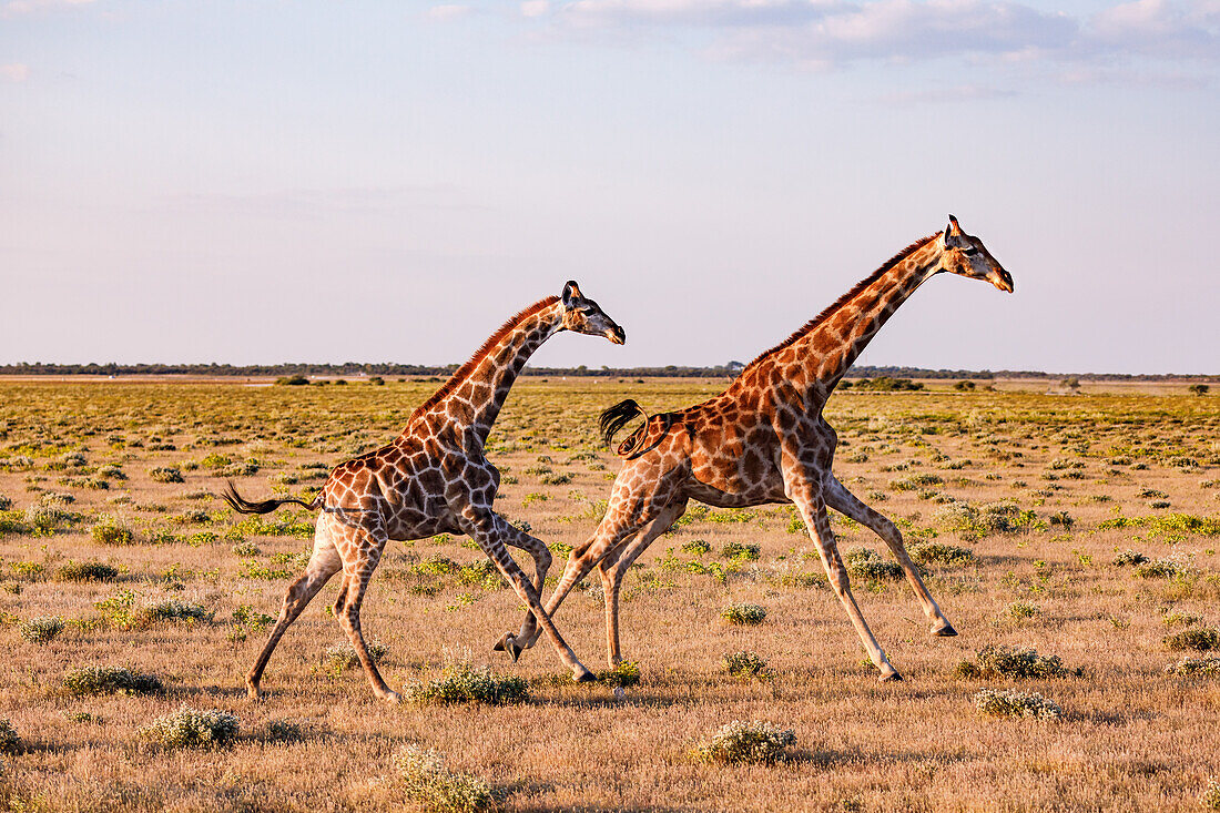 Galoppierende Giraffen in der Steppe des Etosha Nationalparks in Namibia, Afrika