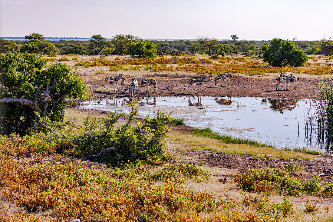 Eine Herde von Zebras an einer Wasserstelle im Etosha Nationalpark in Namibia, Afrika