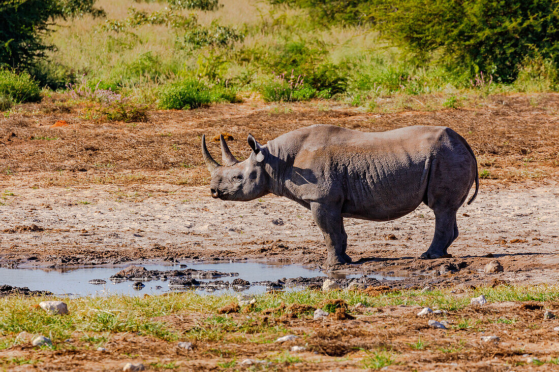 With luck you can also see black rhinos on the safari in the Etosha National Park in Namibia