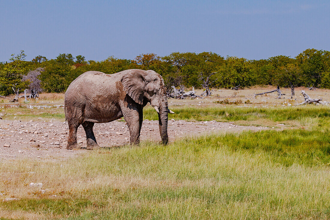 Ein einzelner Elefant im Gras und Buschland des Etosha Nationalparks in Namibia, Afrika