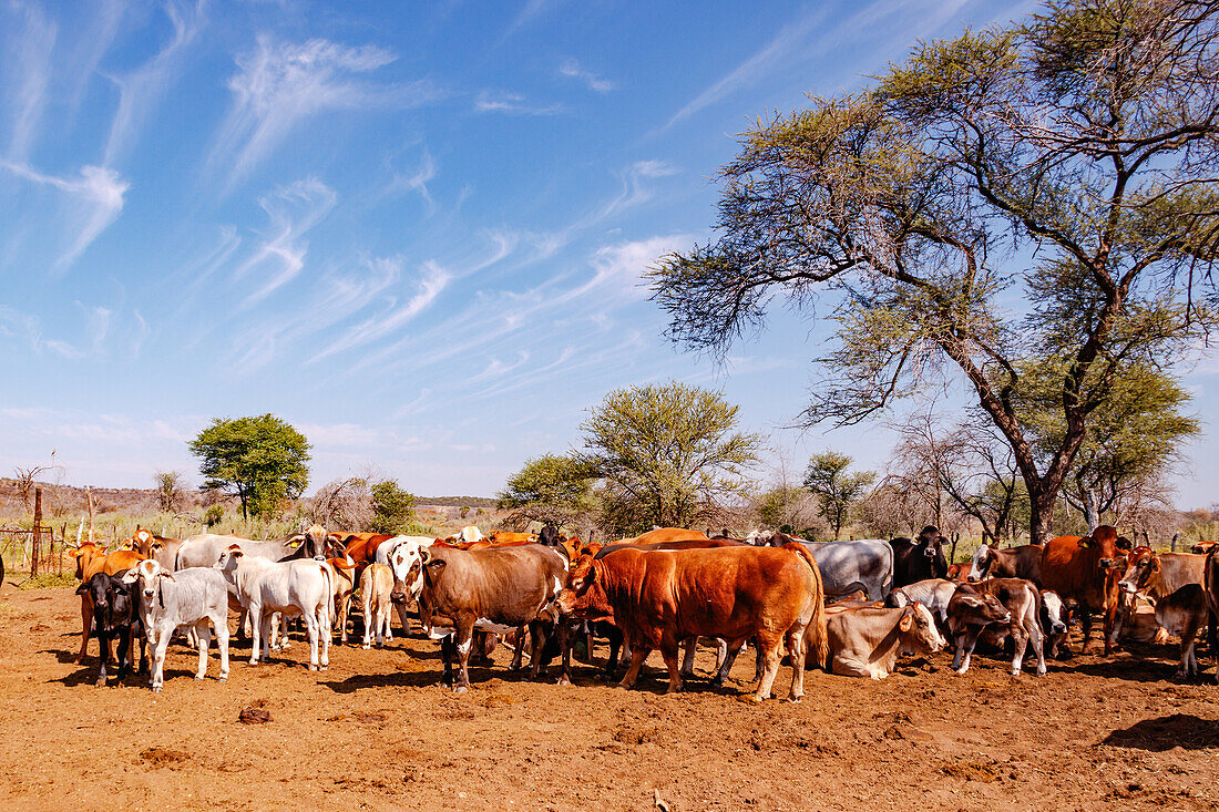 A herd of cattle between bushes in the savannah of Namibia, Africa