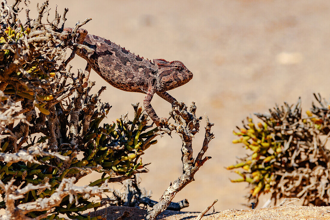 Ein markantes Wüstenchamäleon Namaqua freigestellt auf einem Busch in der Namib-Wüste in Namibia, Afrika