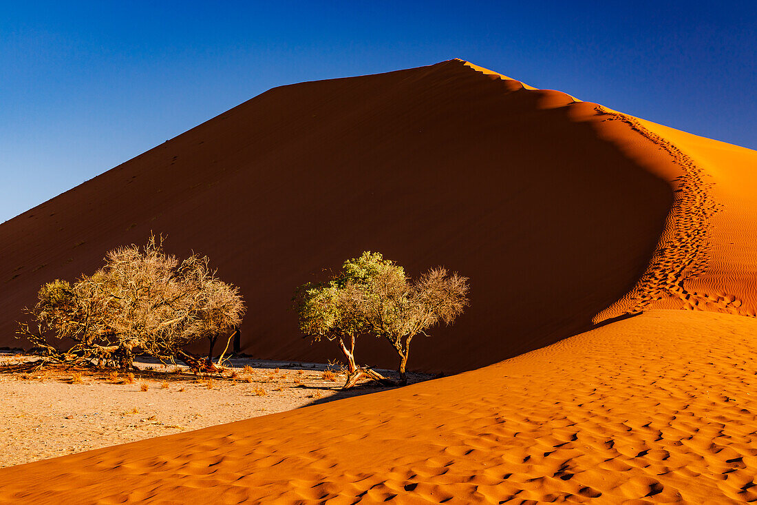 Fußspuren und Büsche an einer riesigen roten Sanddüne vor blauem Himmel, Sossusvlei, Namib-Naukluft, Nationalpark, Namibia, Afrika